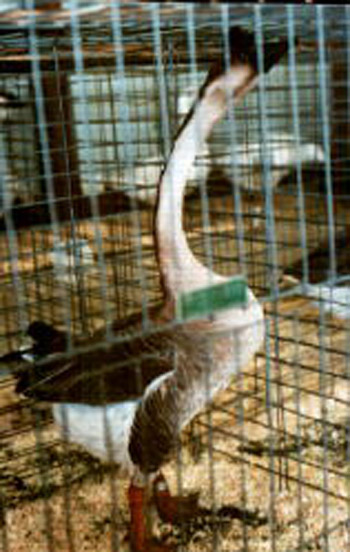 Brown China gander Brown China gander
